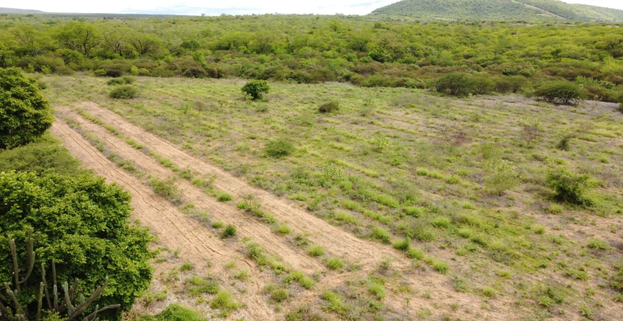 Projeto em Serra Talhada promove recuperação da Caatinga e geração de renda por meio da agroecologia