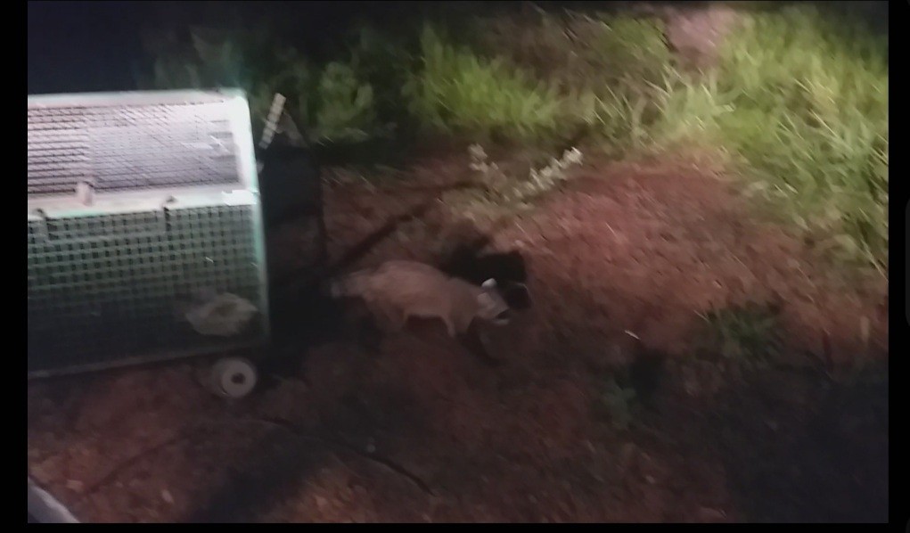 Guaxinim capturado em área urbana de Dracena é reintegrado ao Parque Estadual do Rio do Peixe