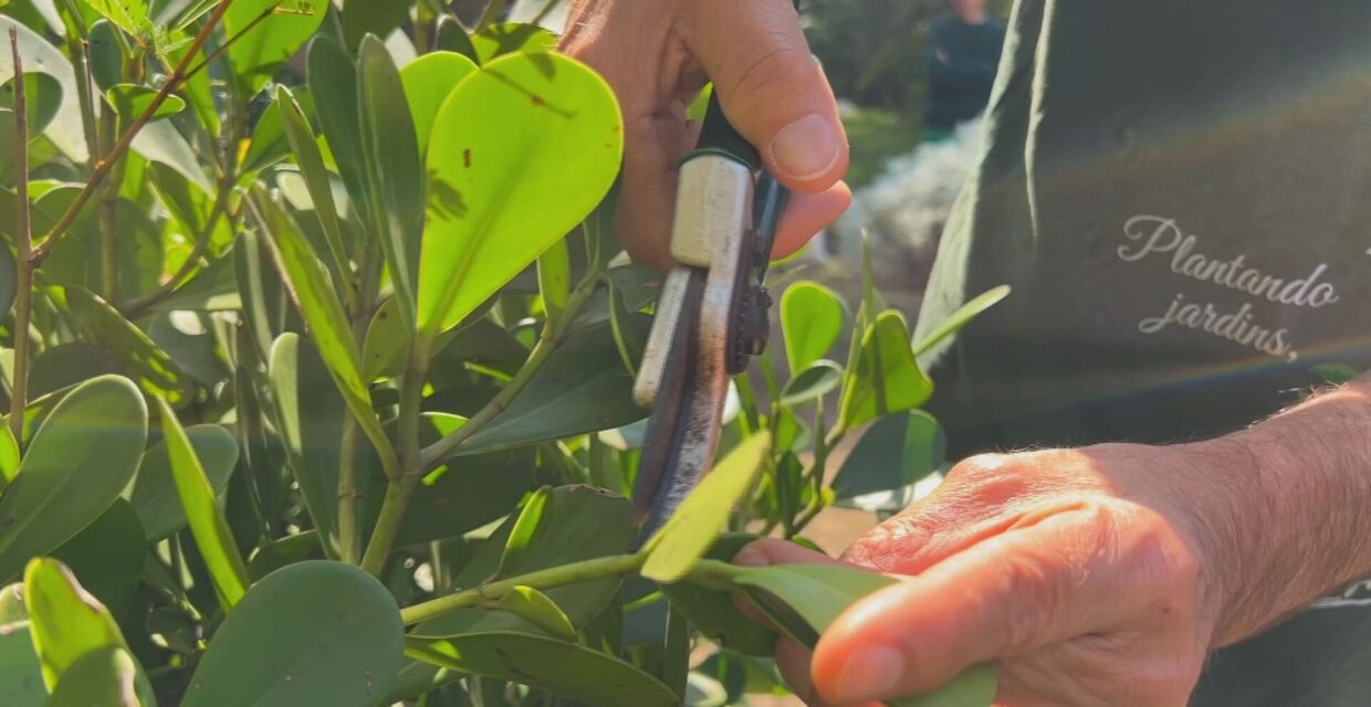 Jardim Botânico de Sorocaba promove curso gratuito sobre técnicas de poda e cultivo