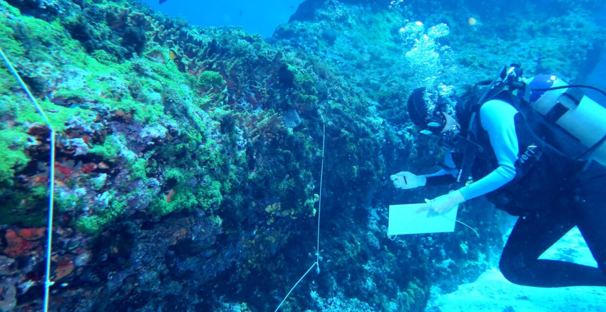 Estudo investiga alterações no ecossistema marinho de Fernando de Noronha