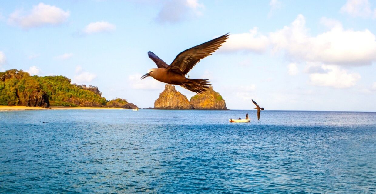 Fernando de Noronha promove Semana do Meio Ambiente com atividades gratuitas e educativas