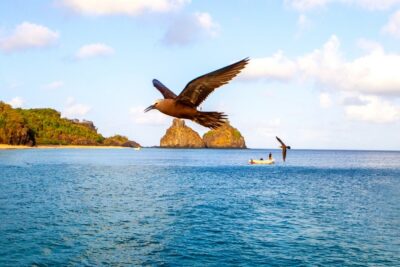 Fernando de Noronha promove Semana do Meio Ambiente com atividades gratuitas e educativas