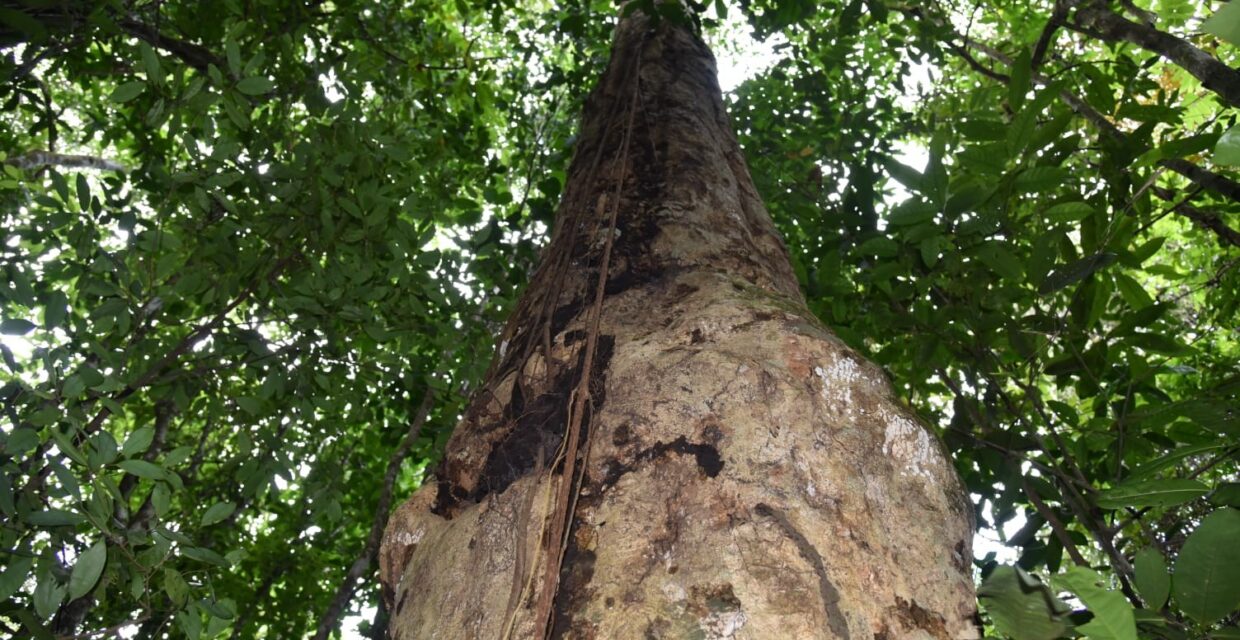 Nova espécie de árvore gigante da Mata Atlântica é nomeada em homenagem a Hermeto Pascoal