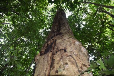 Nova espécie de árvore gigante da Mata Atlântica é nomeada em homenagem a Hermeto Pascoal
