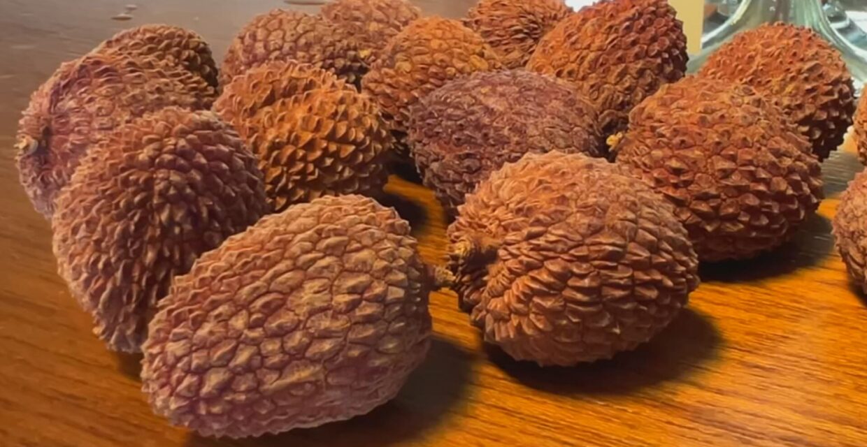 Produtores de lichia em Itaí investem em diversificação para ampliar mercado e reduzir desperdícios